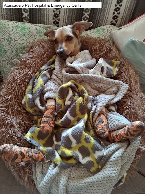 Atascadero Pet Hospital & Emergency Center