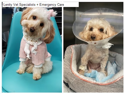Lenity Vet Specialists  Emergency Care