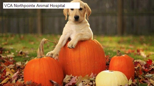 VCA Northpointe Animal Hospital