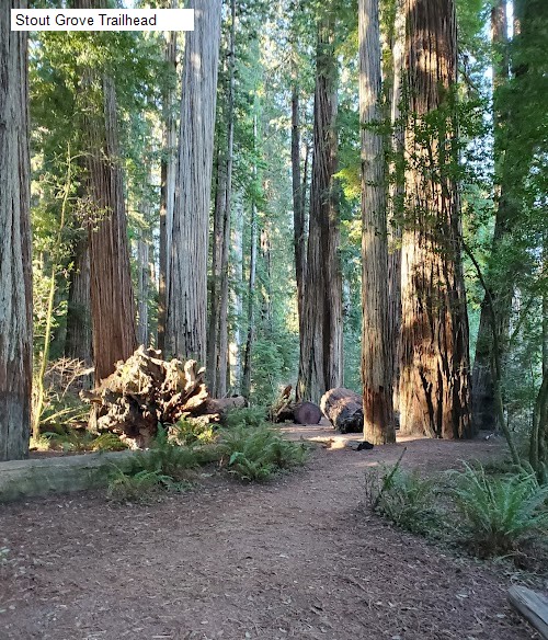 Stout Grove Trailhead