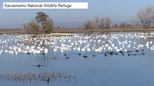 Sacramento National Wildlife Refuge