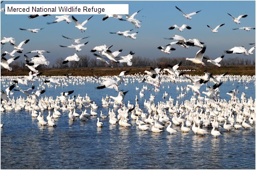 Merced National Wildlife Refuge