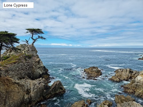Lone Cypress