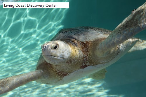 Living Coast Discovery Center