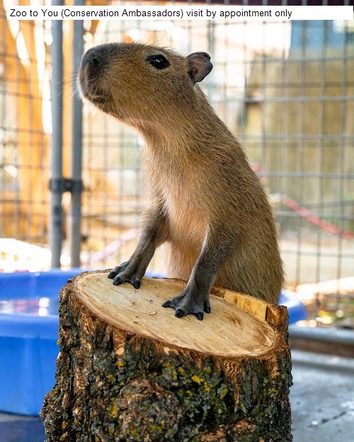 Zoo to You (Conservation Ambassadors) visit by appointment only