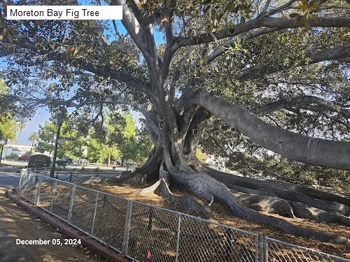 Moreton Bay Fig Tree