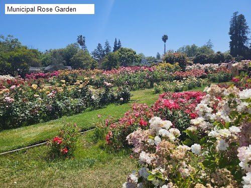 Municipal Rose Garden