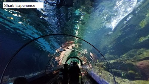 Shark Experience