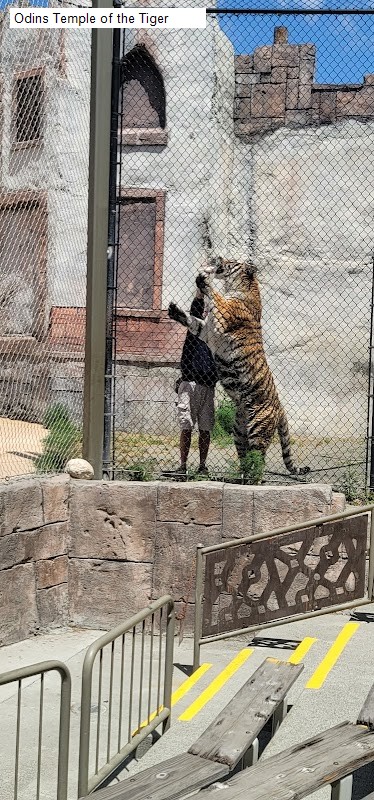 Odins Temple of the Tiger